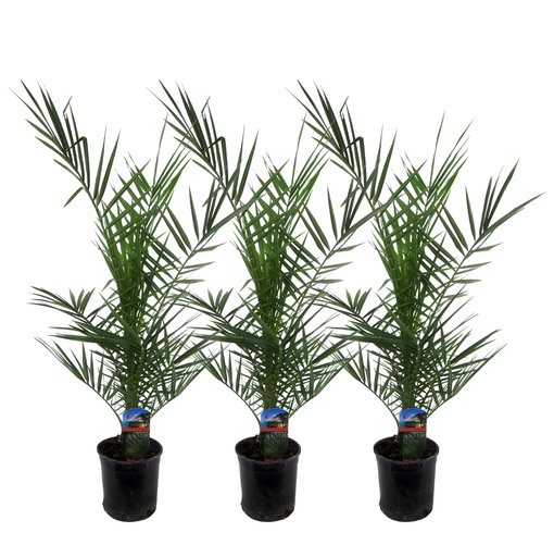 "Kanarische Dattelpalme 3er-Set (Phoenix canariensis) – pflegeleichte Zimmerpflanze, Höhe ca. 80 cm image"