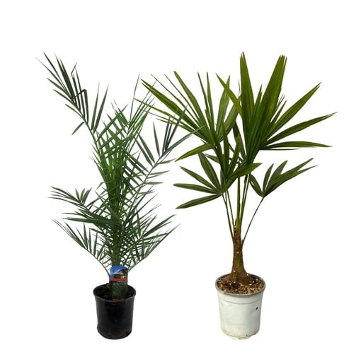 "Phoenix Canariensis - 80 cm Topf-Ø 15 cm + Trachycarpus Fortuneii - 100 cm - Topf-Ø 18 cm image"