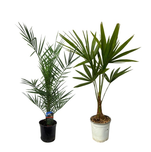 "Palmen-Duo 2er-Set – Phoenix & Trachycarpus, Topf-Ø 15–18 cm, Höhe ca. 80–100 cm image"