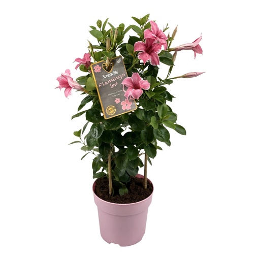 "Dipladenie (Mandevilla sanderi) – winterharte Kübelpflanze, Topf-Ø 17 cm, Höhe ca. 55 cm image"