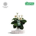 Garvinea Gerbera Weiß - Ø19cm - ↕50cm