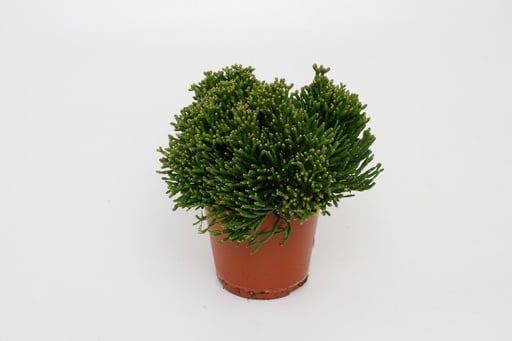 "Korallenkaktus (Hatiora salicornioides) – pflegeleichte Zimmerpflanze, Topf-Ø 12 cm, Höhe ca. 15 cm image"