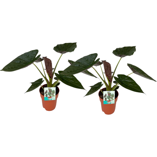 "Alocasia Wentii - 2 Stücke - Ø19cm - ↕85cm image"