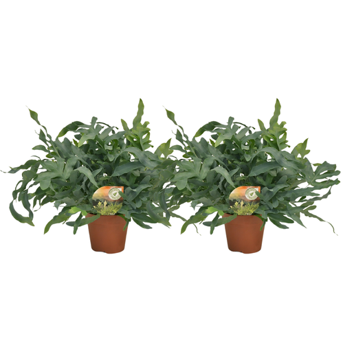 "Phlebodium Blue Star - 2 Stücke - Ø17cm - Ø60cm image"