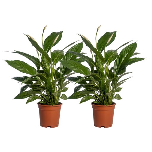 "Einblatt (Spathiphyllum vivaldi) – pflegeleichte Zimmerpflanze, Topf-Ø 17 cm, Höhe ca. 70 cm image"