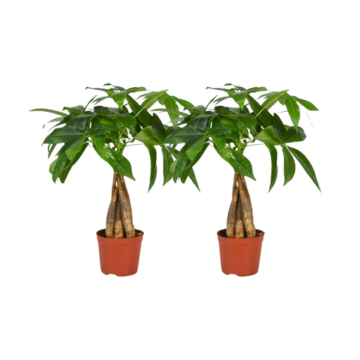 "Pachira Aquatica Geflochtener Stamm - 2 Stücke - Ø12cm - ↕35cm image"