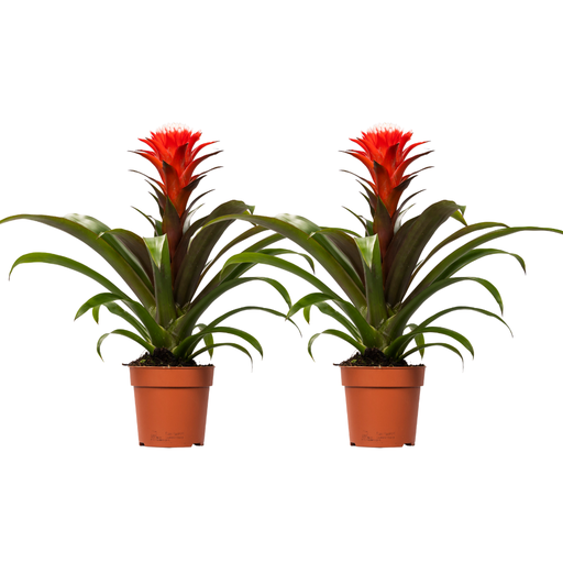 "Guzmanie (Guzmania lingulata) – pflegeleichte Zimmerpflanze, Topf-Ø 12 cm, Höhe ca. 40 cm image"