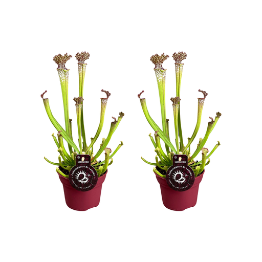 "Sarracenia Farnhamii - 2 Stücke - Ø12cm - ↕40cm image"