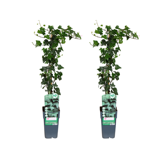 "Efeu (Hedera helix) – winterharte Kletterpflanze, Topf-Ø 15 cm, Höhe ca. 65 cm image"