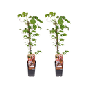 Parthenocissus Tricuspidata Veitch Boskoop - 2 Stück - Ø15cm - ↕65cm