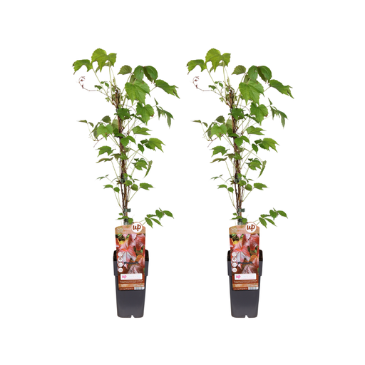 "Wilder Wein (Parthenocissus tricuspidata) – winterharte Kletterpflanze, Topf-Ø 15 cm, Höhe ca. 65 cm image"