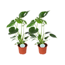 Monstera Deliciosa - 2 Stücke - Ø14cm - ↕45cm