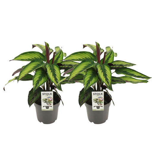 "Calathea Majestica Princeps - 2 Stücke - Ø14cm - ↕45cm image"