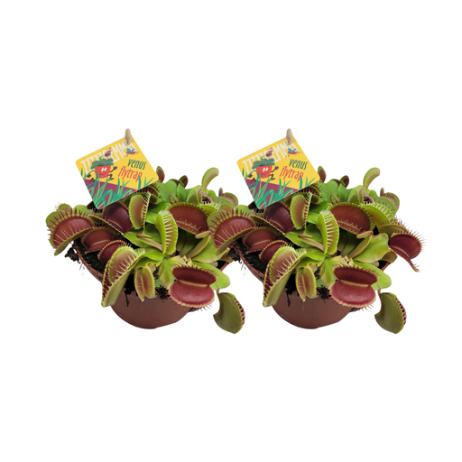 "Dionaea Muscipula - 2 Stücke - Ø12cm - ↕12cm image"