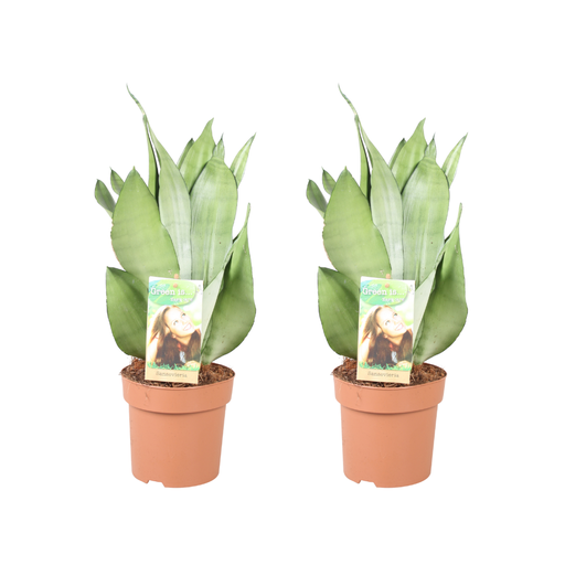 "Sansevieria Moonshine - 2 Stücke - Ø14cm - ↕40cm image"