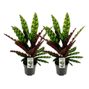Calathea Lancifolia Insignis - 2 Stücke - Ø14cm - ↕45cm