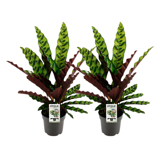 "Calathea Lancifolia Insignis - 2 Stücke - Ø14cm - ↕45cm image"