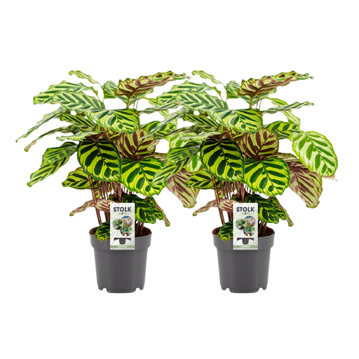 "Calathea Makoyana - 2 Stücke - Ø14cm - ↕45cm image"