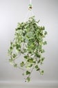Hedera Helix Gold Child - Hang/XXL - Ø24cm - ↕cm