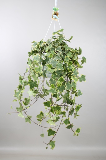 "Hedera Helix Gold Child - Hang/XXL - Ø24cm - ↕cm image"