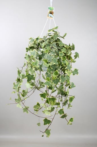"Efeu (Hedera helix) – winterharte Kletterpflanze, Topf-Ø 24 cm, Höhe ca. 24 cm image"