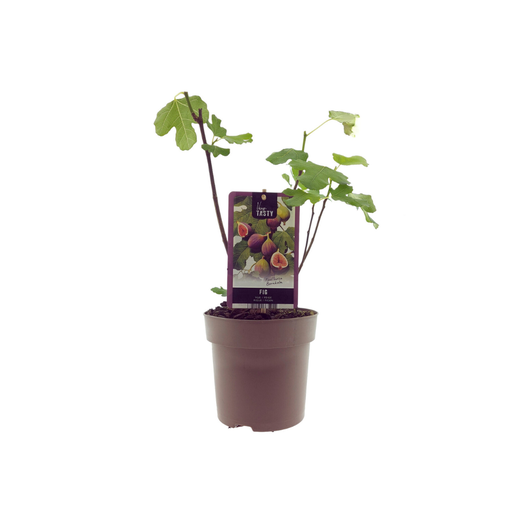 "Ficus Bornholm (15017) - Ø15cm - ↕40cm image"