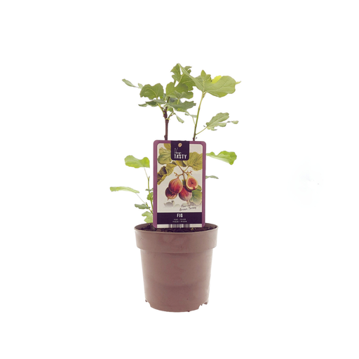 "Ficus Brown Turkey - Ø15cm - ↕40cm image"