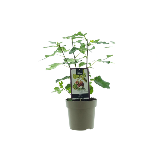 "Feigenbaum (Ficus preussii) – winterharte Obstpflanze, Topf-Ø 15 cm, Höhe ca. 40 cm image"