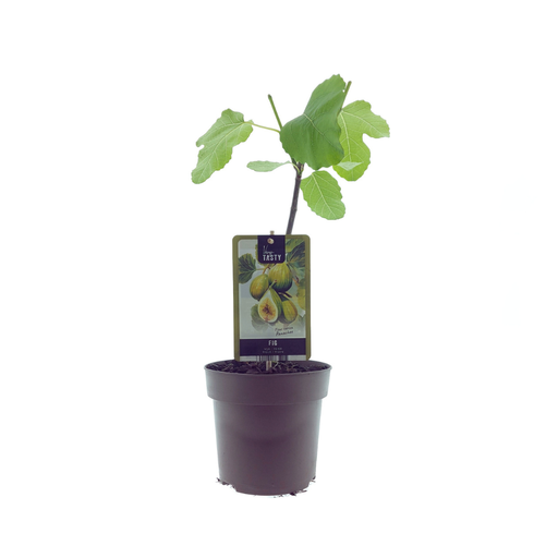 "Ficus Panachee - Ø15cm - ↕40cm image"