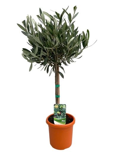 "Olea Europaea "op Stam" - Ø15cm - ↕60cm image"