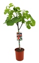 Ficus Carica - Ø17cm - ↕80cm