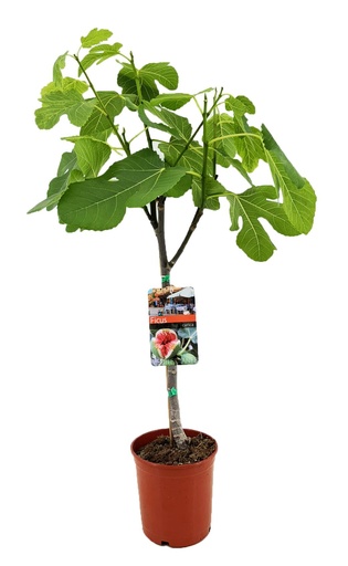 "Echte Feige (Ficus carica) – winterharter Fruchtbaum, Topf-Ø 17 cm, Höhe ca. 80 cm image"