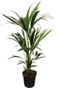 Howea Forsteriana (Kentia) 5 Stamm 100-120cm - Ø21cm - ↕100cm