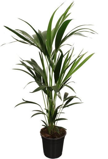 "Howea Forsteriana (Kentia) 5 Pit 100-120cm - Ø21cm - ↕100cm image"