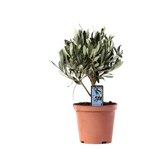 "Olea Olijf Op Stam - Ø13cm - ↕21cm image"