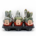 Cactus Mix P12 - 6 Stück - Ø12cm - ↕20cm