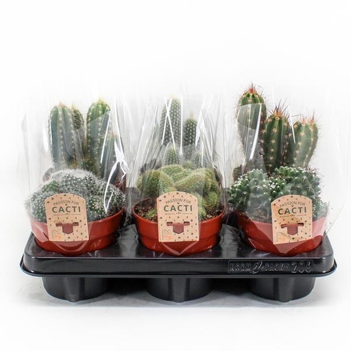 "Cactus Mix P12 - 6 Stück - Ø12cm - ↕20cm image"