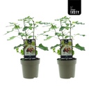 Ficus Brown Turkey (15018) - 2 Einheiten - Ø15cm - ↕40cm