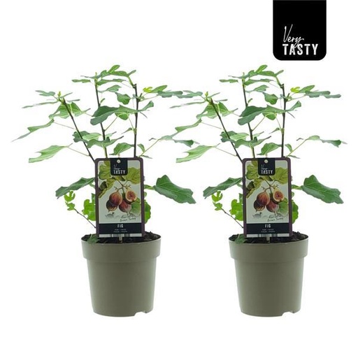 "Ficus Brown Turkey (15018) - 2 Einheiten - Ø15cm - ↕40cm image"