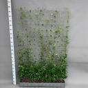 Trachelospermum - Sternjasmin - Fertighecke - 120 x 180 cm