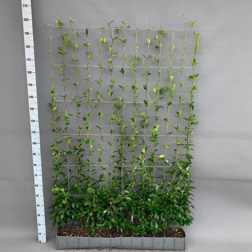 "Sternjasmin (Trachelospermum jasminoides) – winterharte Kletterpflanze, Höhe ca. 180 cm image"
