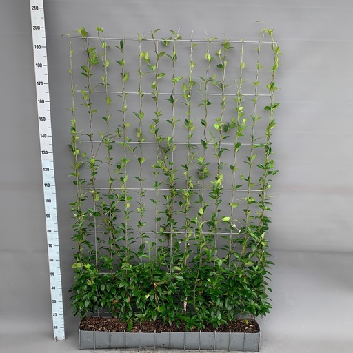 "Sternjasmin 120er-Set (Trachelospermum) – bedingt winterharte Kletterpflanze image"