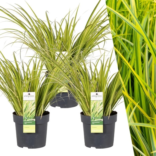 "3 x Acorus gramineus 'Ogon' - Ø 14 cm - ↨ 30 cm image"