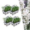 4 x 6 Set Lavendel angustifolia Weiß - 24 x Ø7 cm - ↕15 cm
