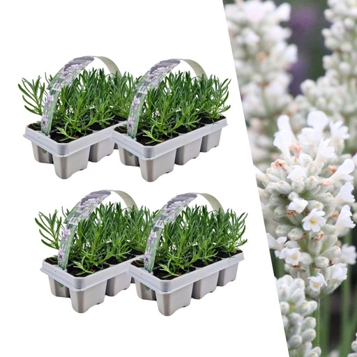 "4 x 6 Set Lavendel angustifolia Weiß - 24 x Ø7 cm - ↕15 cm image"