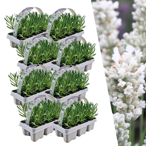 "8 x 6er-Set Lavendel angustifolia weiß - 48 x Ø7 cm - ↕15 cm image"