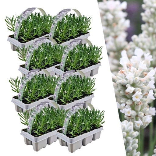 "Echter Lavendel weiß 48 Pflanzen (8 × 6er-Pack) (Lavandula angustifolia) – winterharte Duftpflanze, Topf-Ø 7 cm, Höhe ca. 15 cm image"