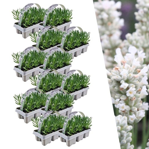 "Lavendel 12er-Set (6 set) – winterharte Duftstaude, Topf-Ø 7 cm, Höhe ca. 15 cm image"