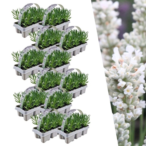 "Echter Lavendel weiß 72 Pflanzen (12 × 6er-Pack) (Lavandula angustifolia) – winterharte Duftpflanze, Topf-Ø 7 cm, Höhe ca. 15 cm image"