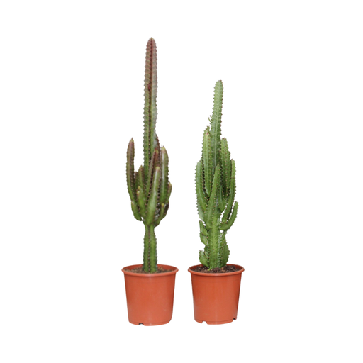 "Greene-Wolfsmilch (Euphorbia greenei) – winterharte Staude, Topf-Ø 17 cm, Höhe ca. 75 cm image"